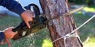 Best Root Management and Removal  in Pecan Grove, TX