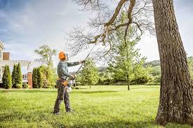 Best Tree Trimming and Pruning  in Pecan Grove, TX
