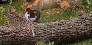 Best Tree Maintenance Programs  in Pecan Grove, TX
