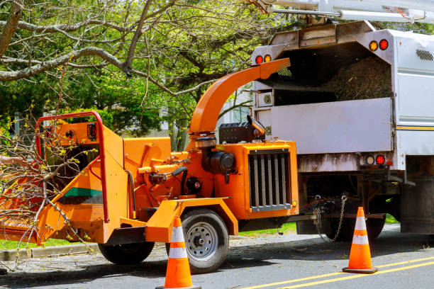 Best Tree Preservation Services  in Pecan Grove, TX