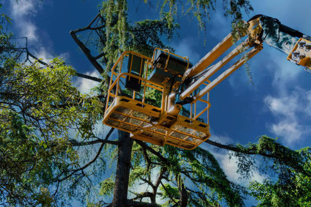 Best Storm Damage Tree Cleanup  in Pecan Grove, TX