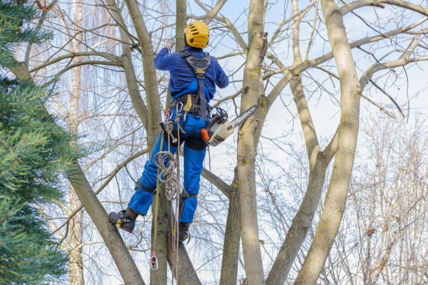 Best Tree Removal  in Pecan Grove, TX