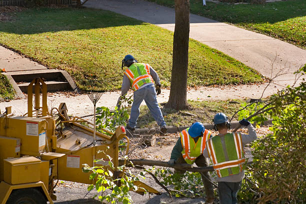 Reliable Pecan Grove, TX Tree Services Solutions