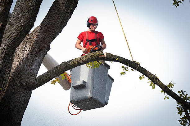 Best Hedge Trimming  in Pecan Grove, TX