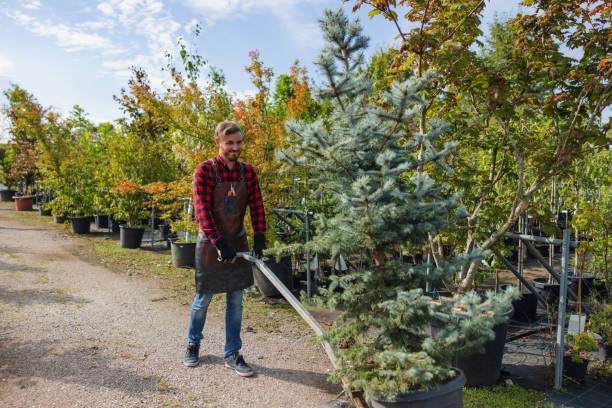 Best Lawn Maintenance Plans  in Pecan Grove, TX