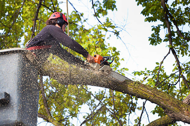 Best Soil Testing and Treatment  in Pecan Grove, TX