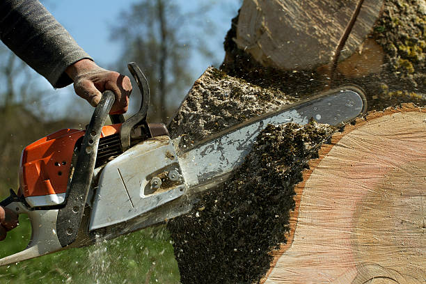 Best Tree Disease Treatment  in Pecan Grove, TX